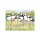 Postkarte "Seathrift Puffins"
